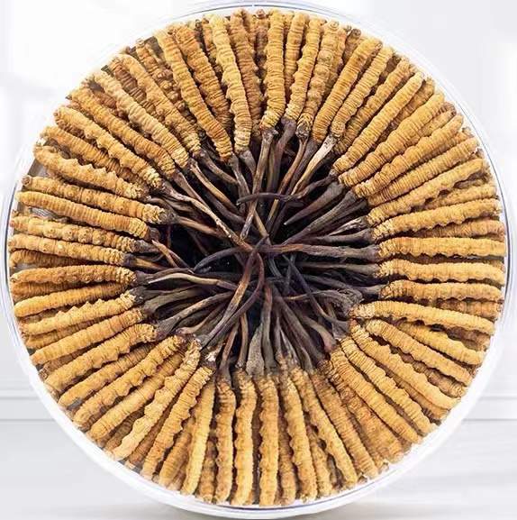 泰兴冬虫夏草回收